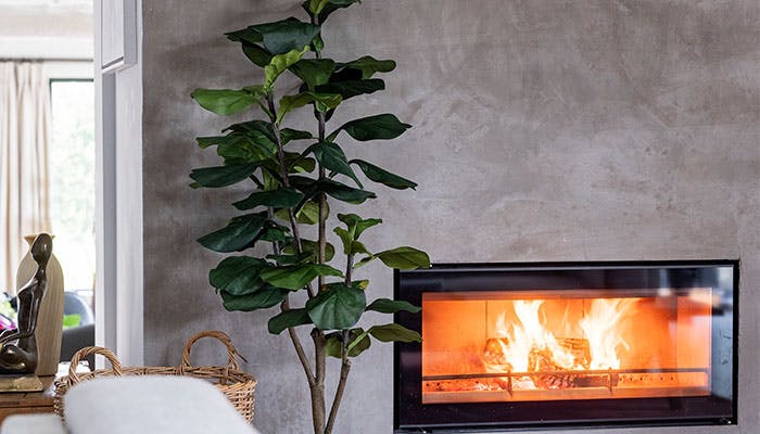 Faux fiddle leaf fig tree near woodburner