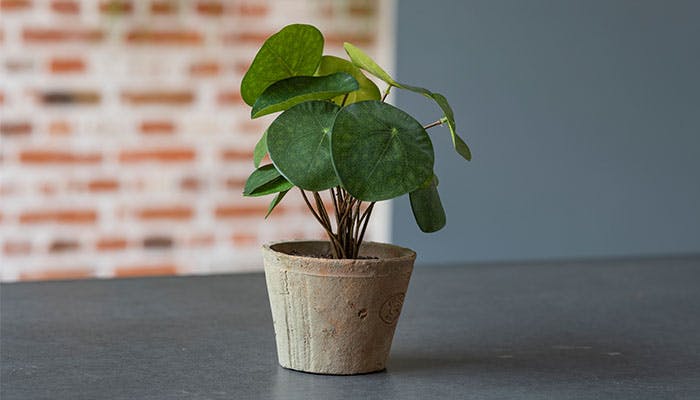 Faux pilea bush houseplants by Blooming Artificial