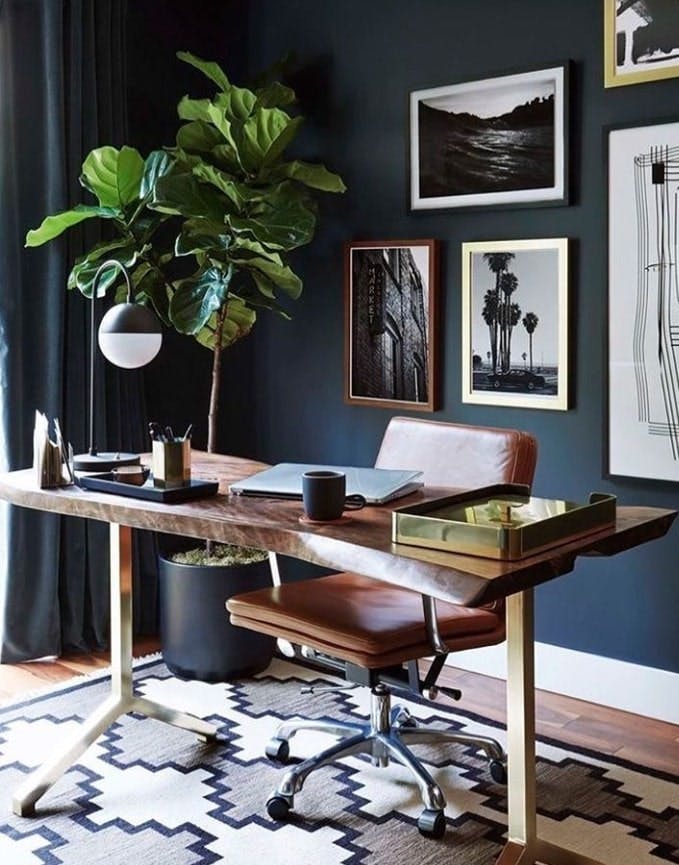 Dark blue office decor with fiddle leaf fig tree