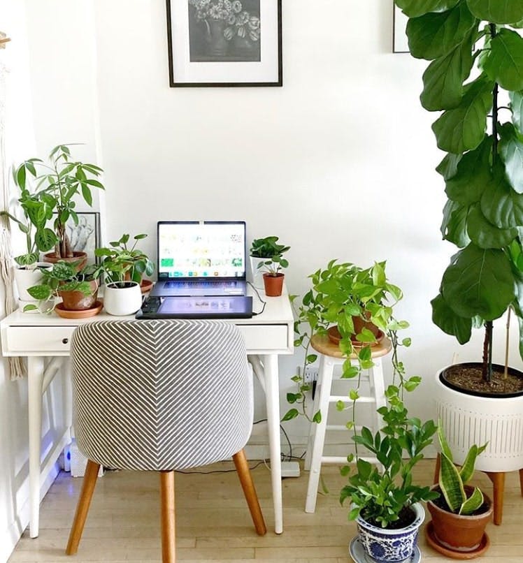 White desk space with houseplants