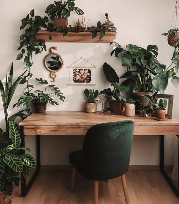 Wooden desk with houseplants