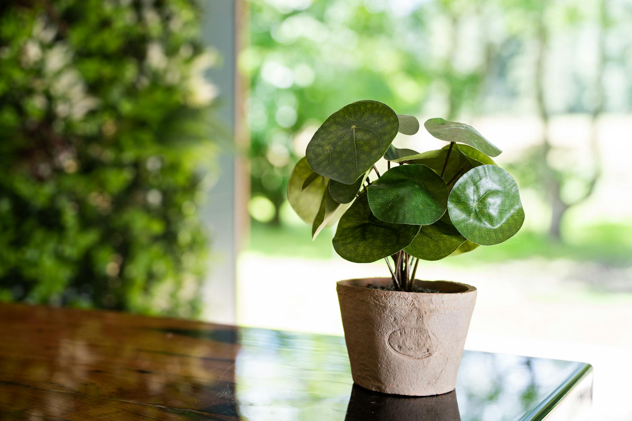Artificial pilea bush in terracotta pot on wooden desk with greenery