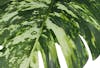 Variegated faux monstera leaf plant foliage