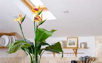Exotic artificial plants by Blooming Artificial