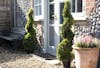 Artificial cedar spiral topiary collection