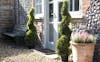 Artificial cedar spiral topiary collection