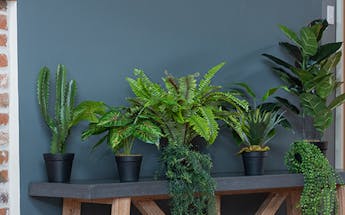 Collection of small fake plants on indoor bench