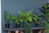 Collection of small fake plants on indoor bench