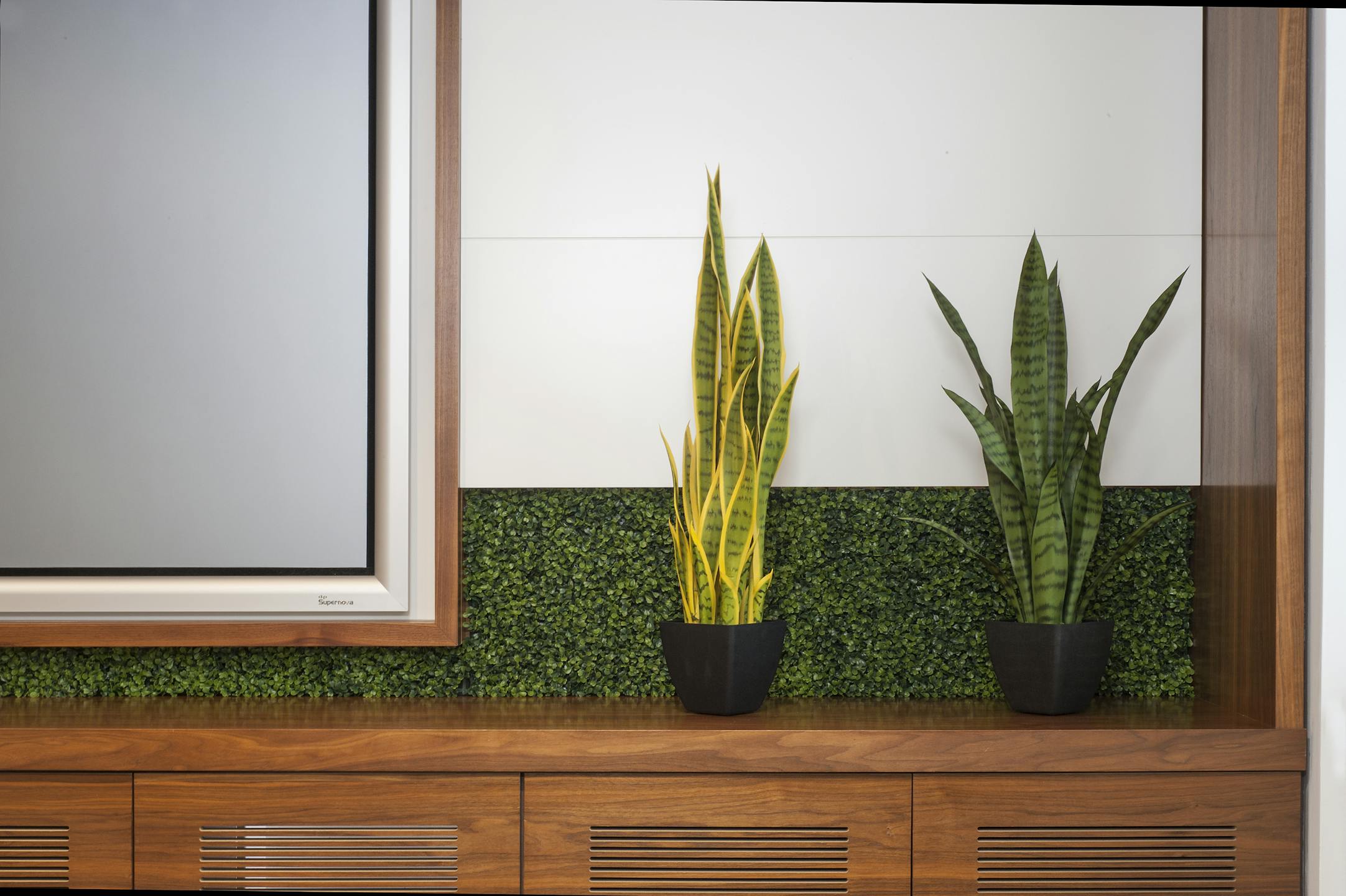 Green and variegated artificial sansevieria plants by conference screen