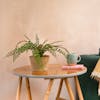 Artificial button fern on wooden side table next to blue sofa