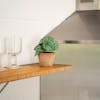 Artificial mini peperomia plant on wooden kitchen shelf