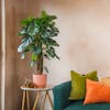 Artificial cheese plant with blue sofa against raw plaster wall in living room