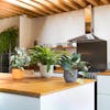Small artificial plants in colourful pots on kitchen worktop