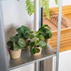 Artificial tiny terras plant bundle on metal shelf