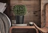 Rustic wooden interior with artificial ball cactus on console table