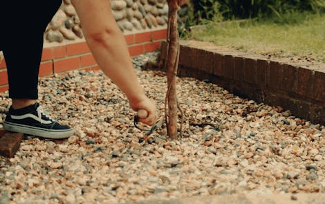 Topiary tree planted in gravel