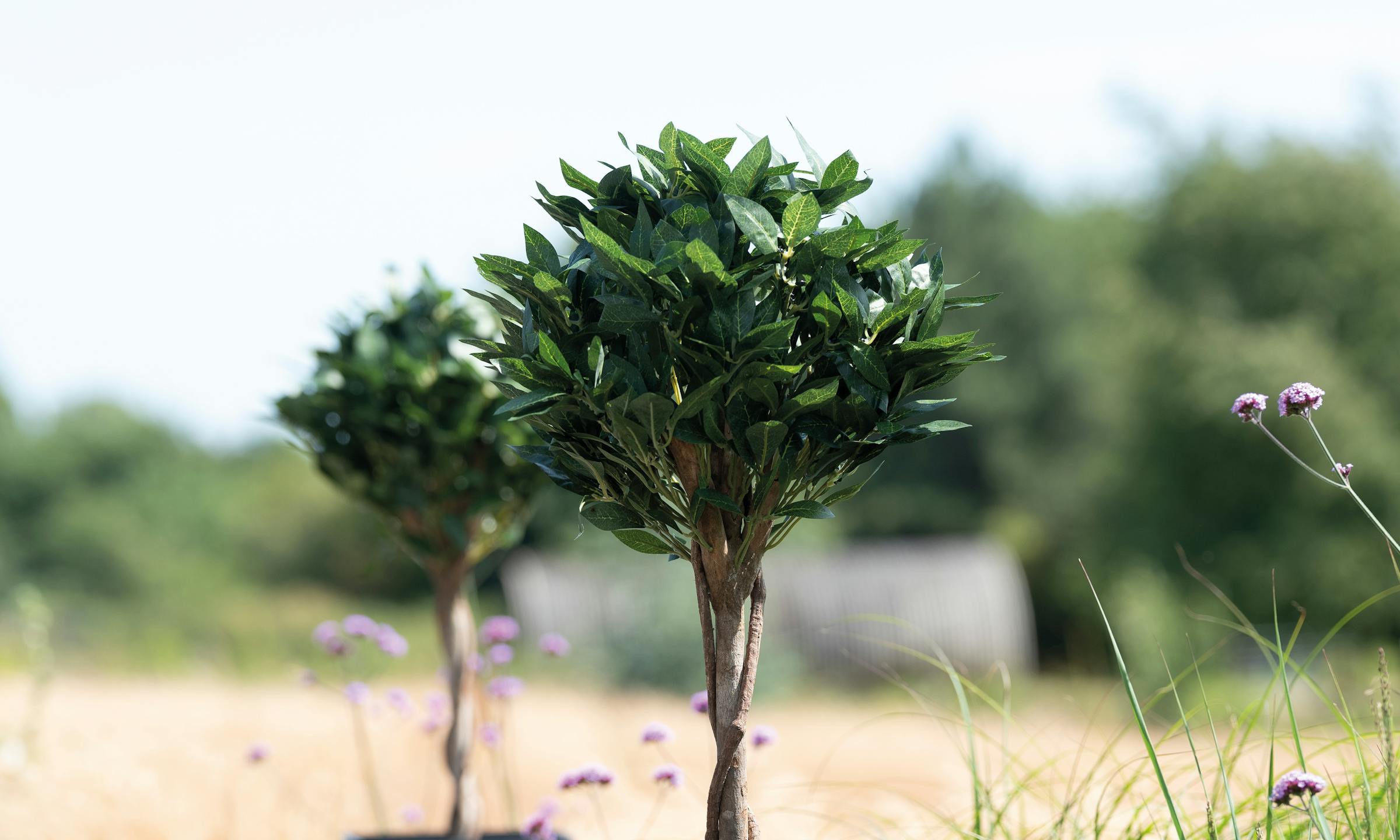 Artificial bay tree in rural garden setting