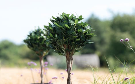 Artificial bay tree in rural garden setting