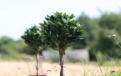 Artificial bay tree in rural garden setting