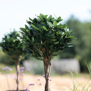 Artificial bay tree in rural garden setting