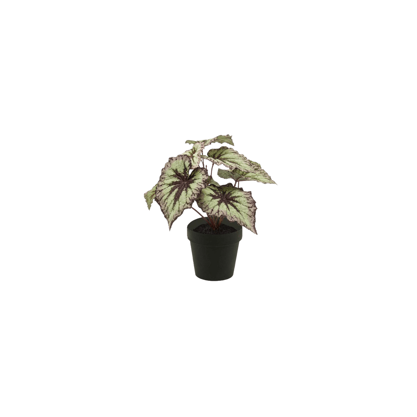 Begonia rex small fake desktop plant
