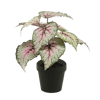 Begonia rex small plant pink tint