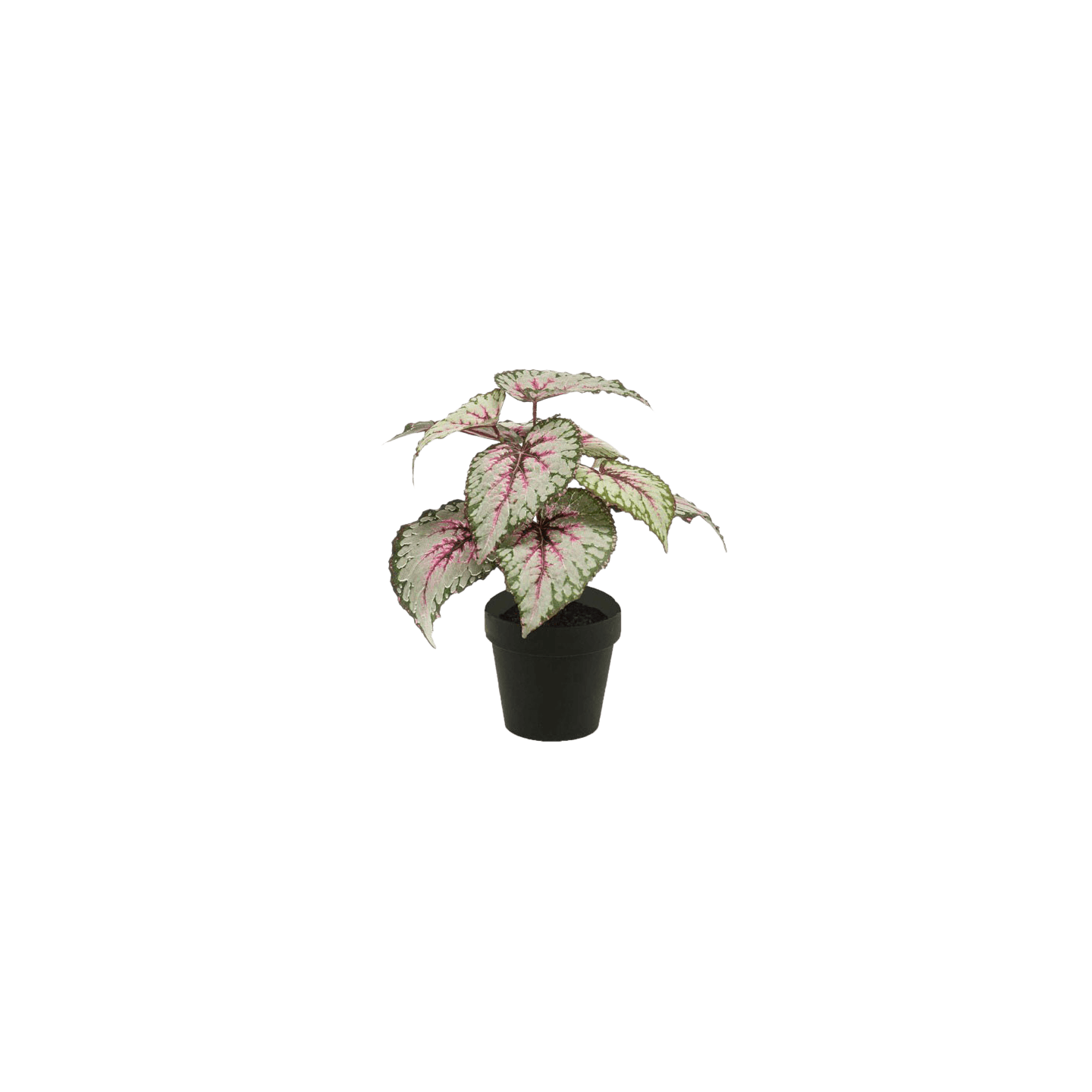 Begonia rex small plant pink tint