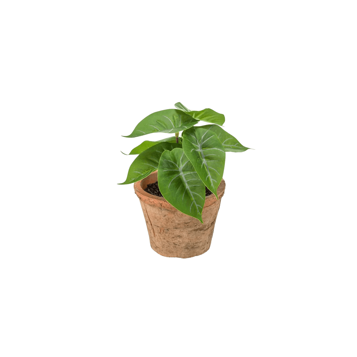 Mini faux anthurium plant in terracotta pot
