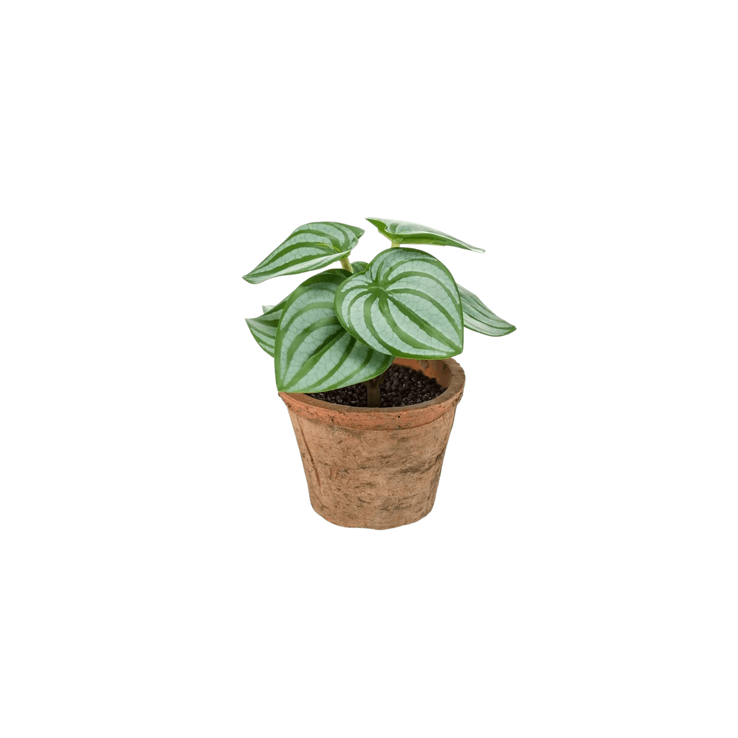 Faux watermelon small plant in terra pot