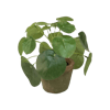 Mini pilea fake plant in terracotta pot