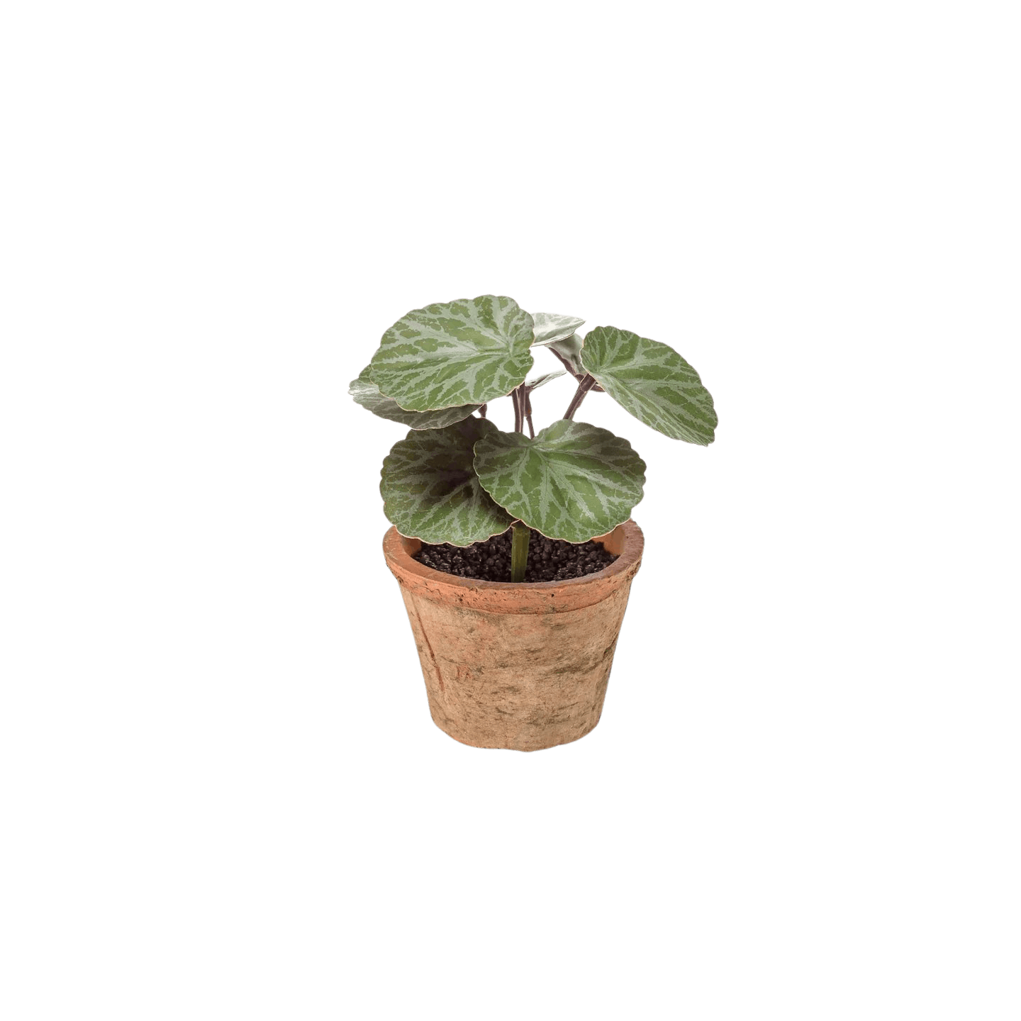 Small artificial saxifrage plant in rustic terra pot