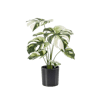 Monstera albo faux desktop plant with white/cream foliage