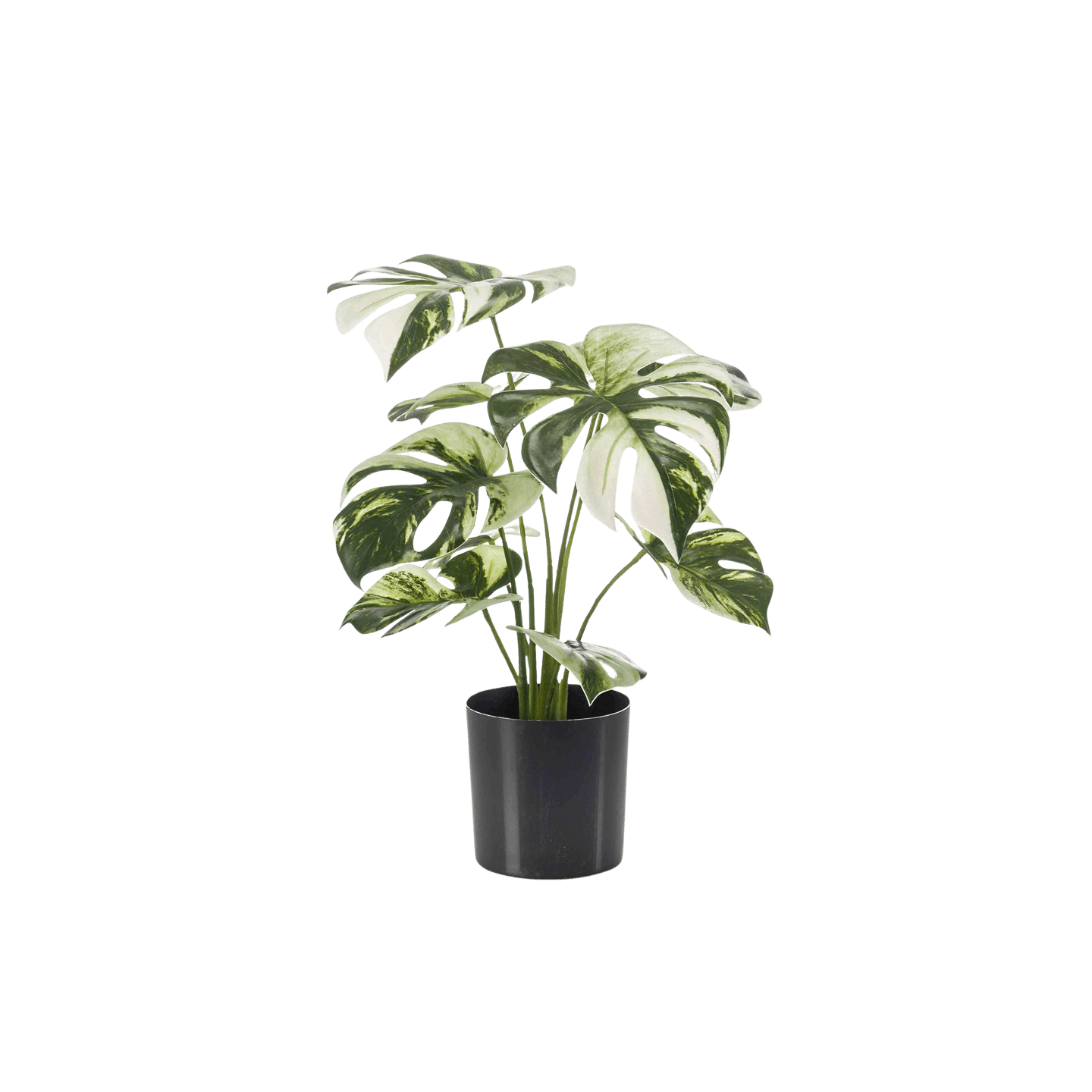Monstera albo faux desktop plant with white/cream foliage