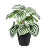 Faux watermelon peperomia plant by Blooming Artificial