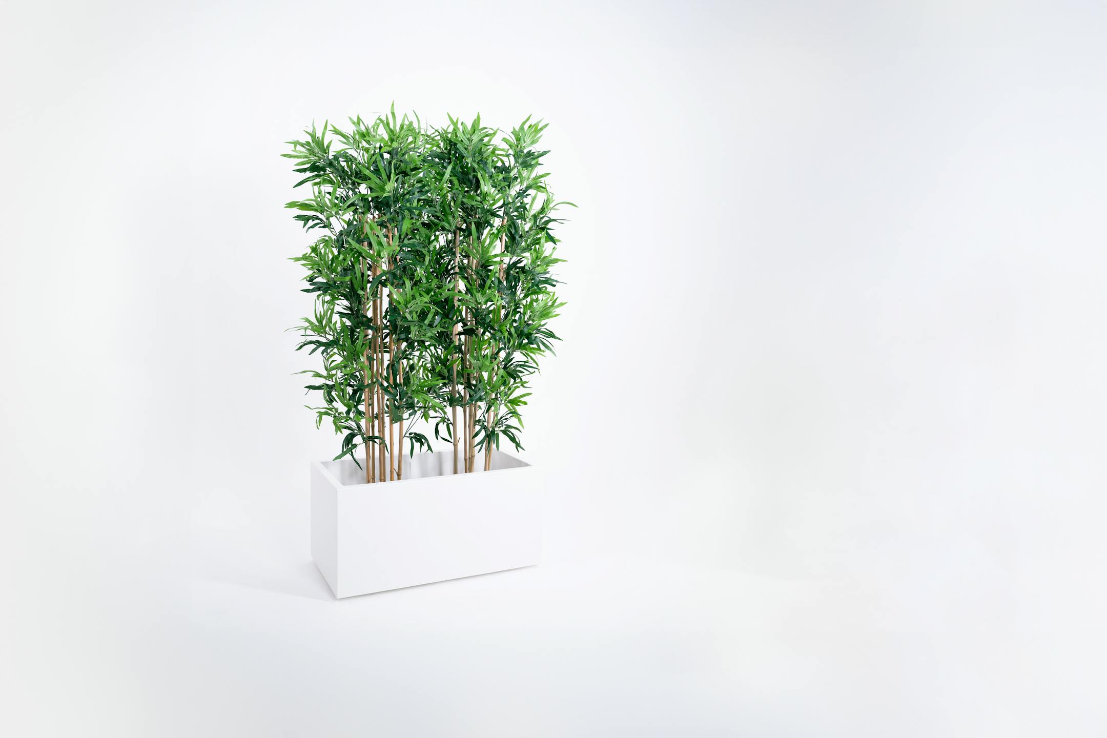 150cm oriental bamboo screening in white trough