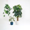Artificial monstera plant bundle by Blooming Artificial