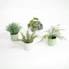 Small artificial plant pack 1