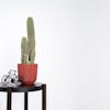 Artificial San Pedro cactus styled on table with ornament