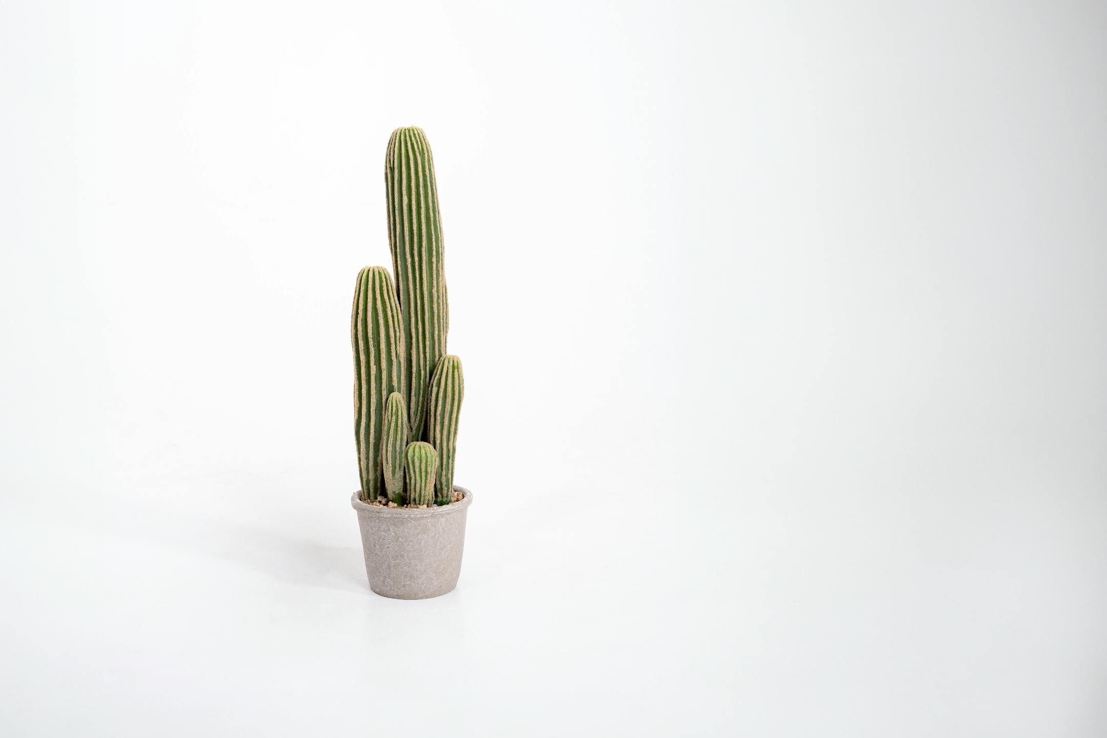 Artificial San Pedro cactus