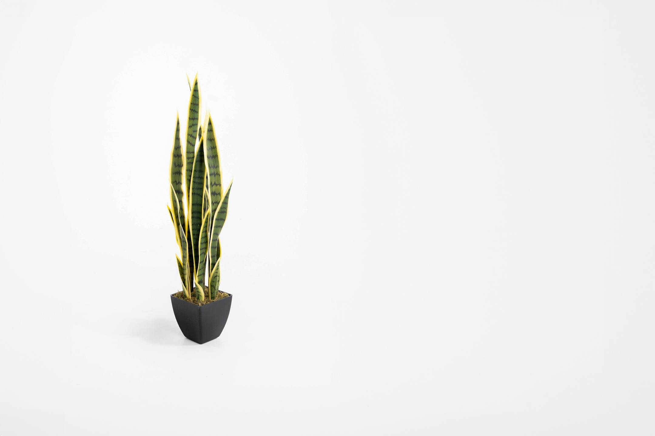 Artificial variegated sansevieria