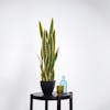 Faux variegated sansevieria plant on wooden table