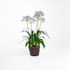Faux blue artificial agapanthus flower