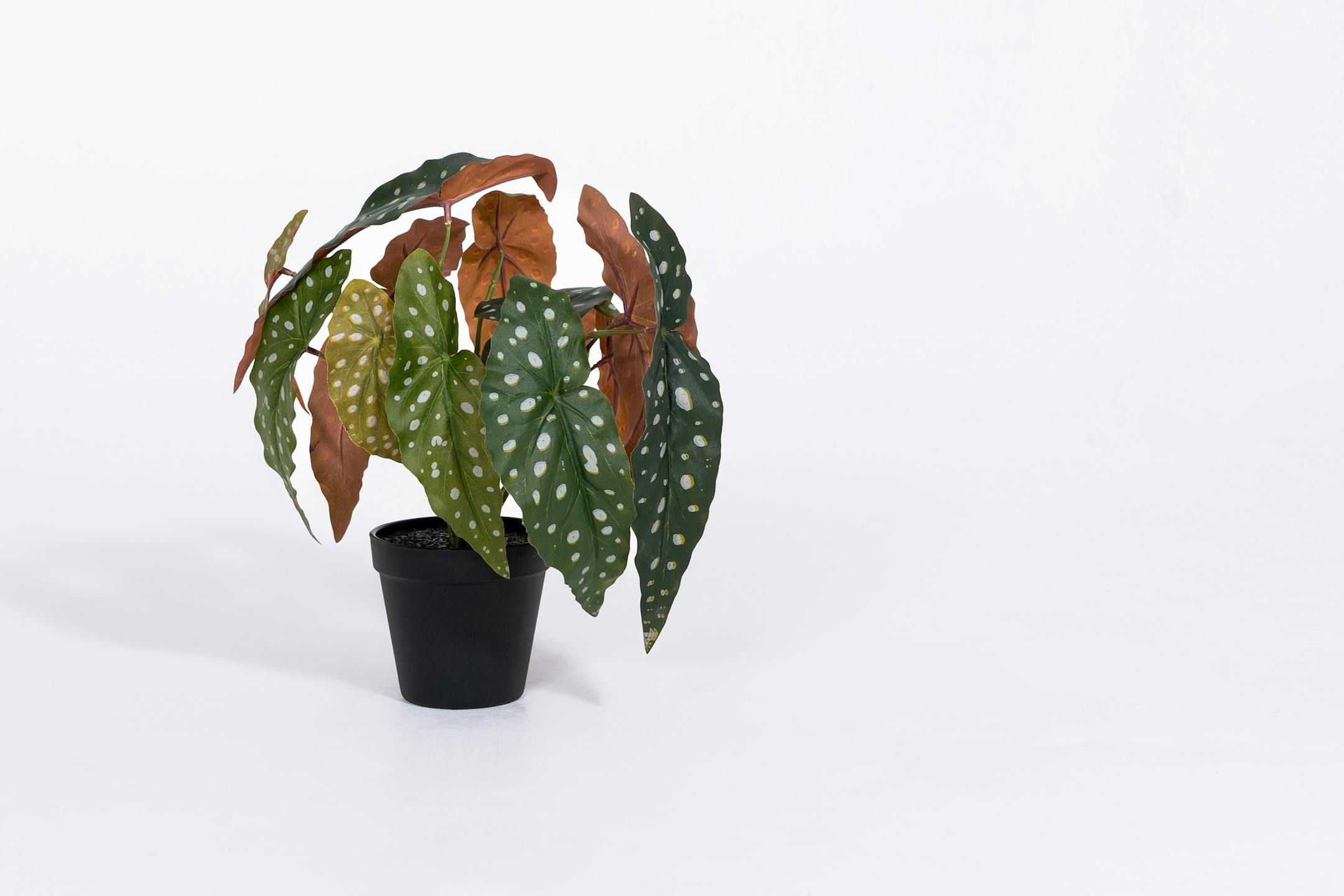Artificial begonia maculata houseplant