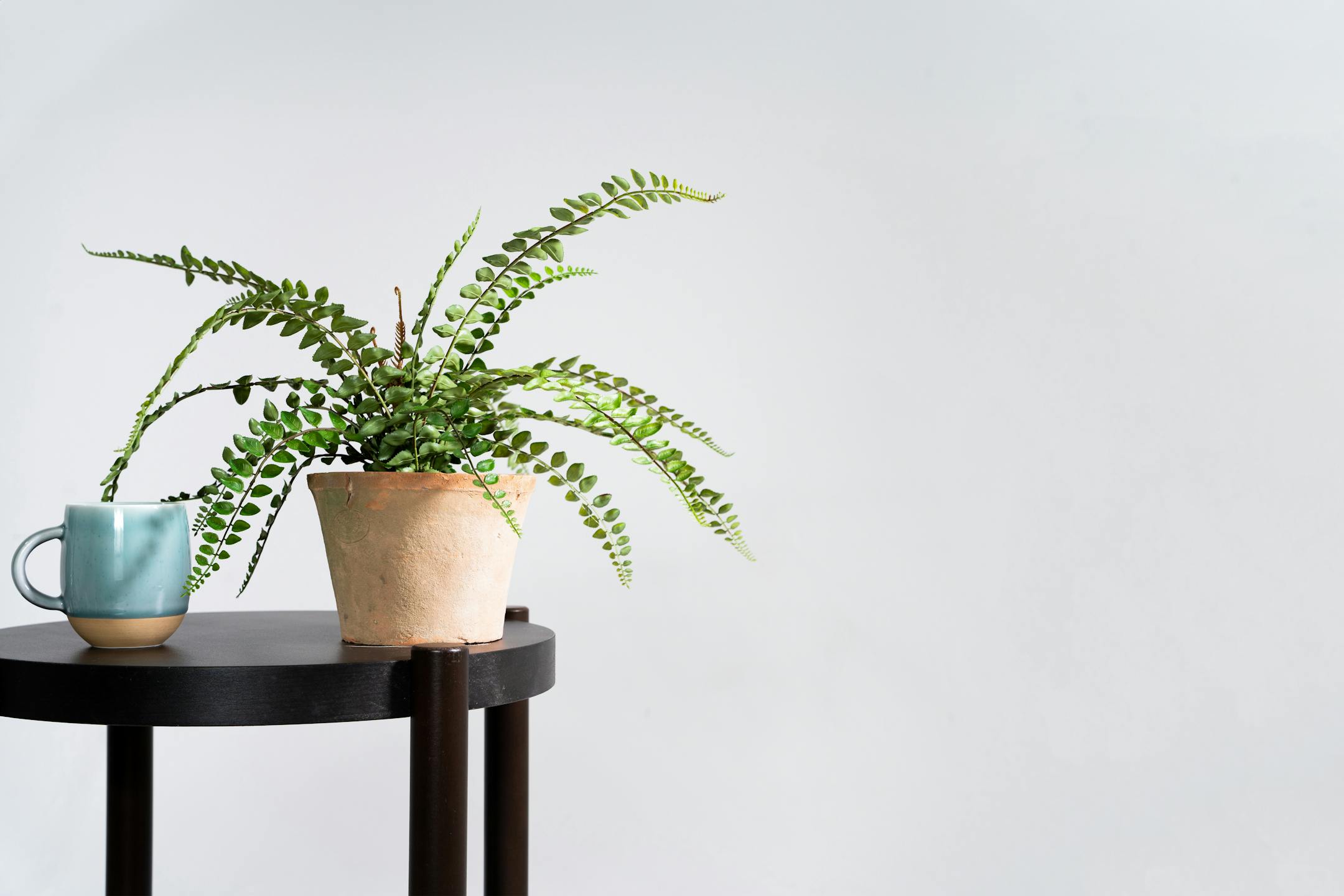 Artificial button fern on wooden table