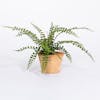 Artificial button fern houseplant