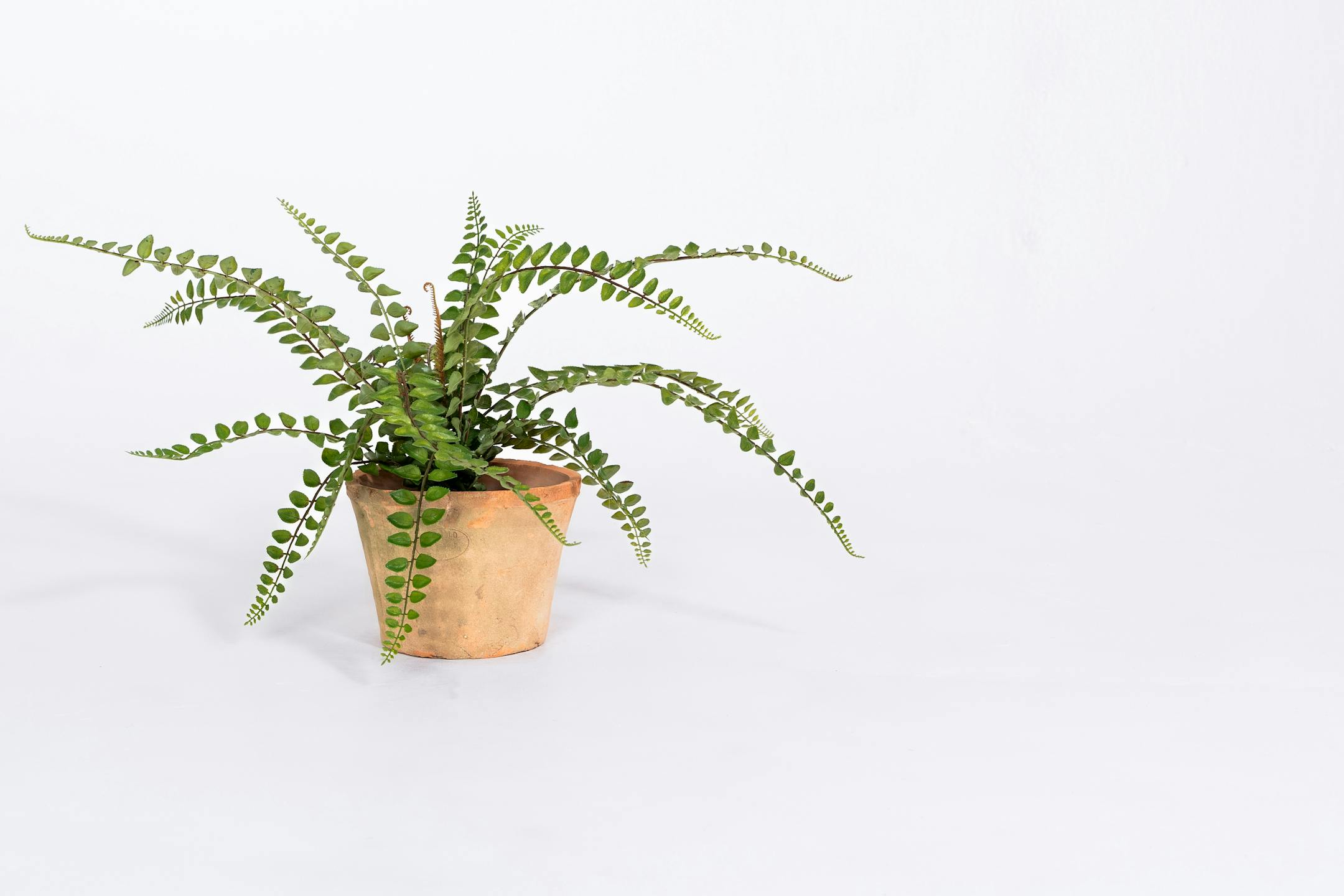 Artificial button fern houseplant