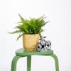 Artificial fern bush on green stool