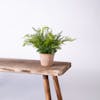 Artificial forest fern bush on wooden bench