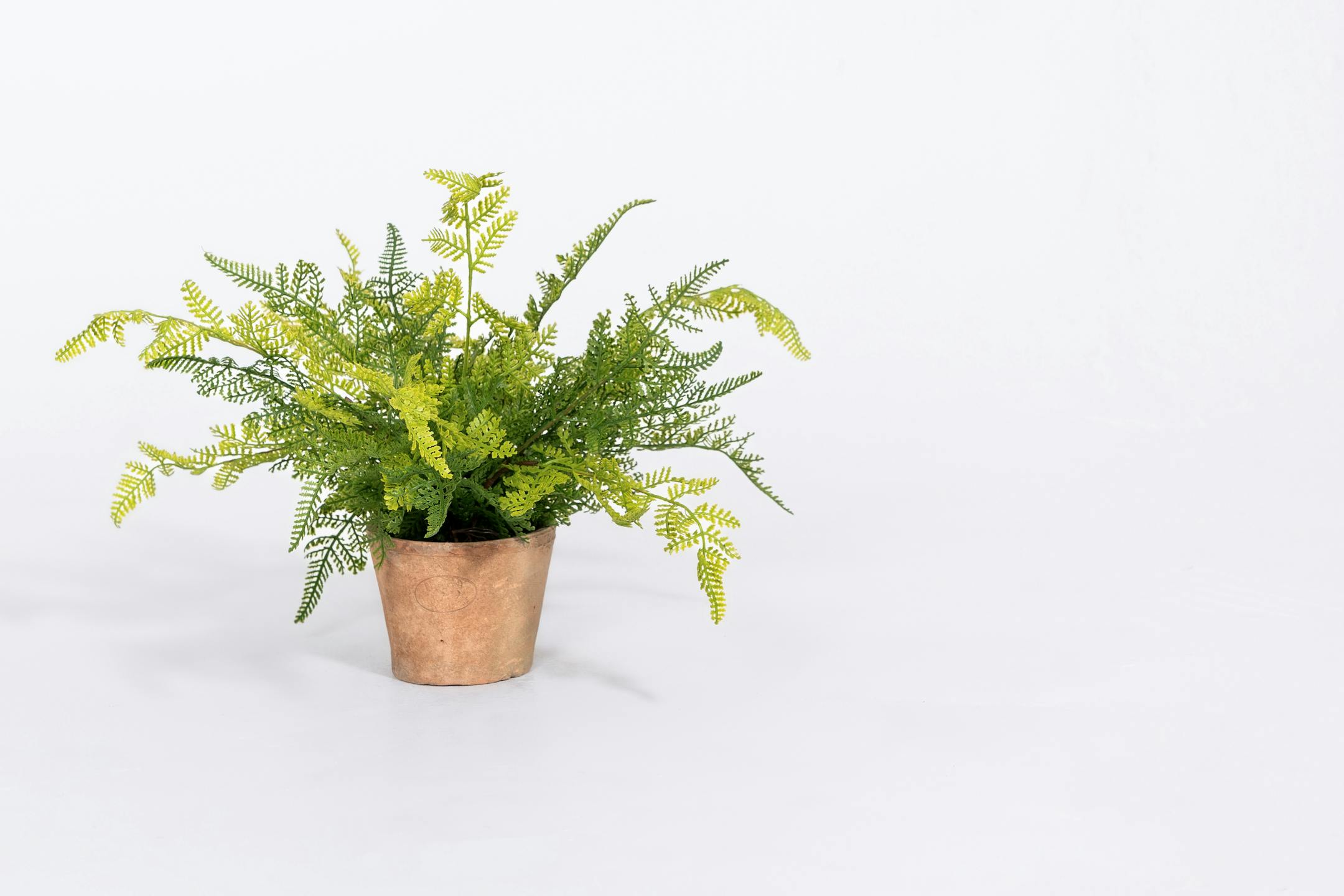 Artificial forest fern bush in terracotta pot
