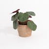 Artificial mini saxifrage plant in terracotta